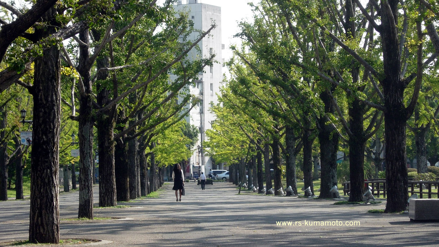 熊本県庁プロムナード銀杏　2013年10月撮影