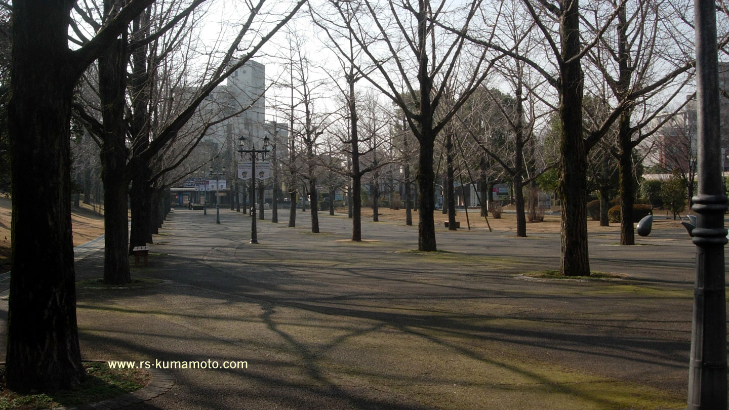 熊本県庁プロムナード銀杏　2011年2月撮影