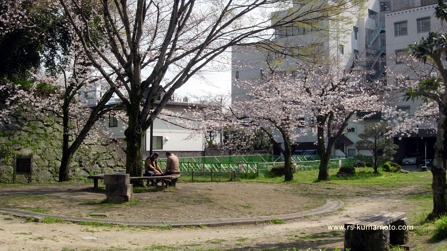 古城堀端公園の花の下で将棋を指す　2019年4月撮影