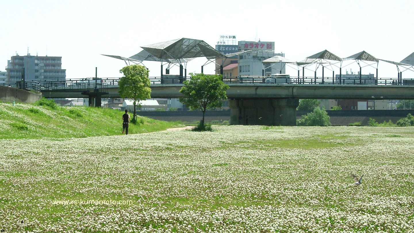 白川橋上流　白川左岸緑地　2015年3月撮影